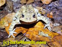 /home//u458753944/public_html/sourcegallery//McKaig Nature Center/2020-10-11/PA110702.JPG